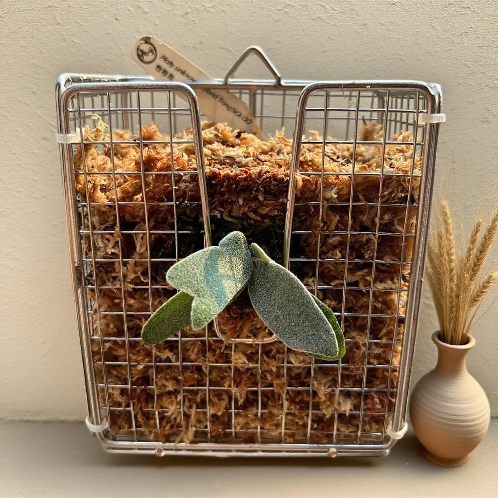 Staghorn Fern-montageset roest - Hanging Planter Basket recensie en prijs