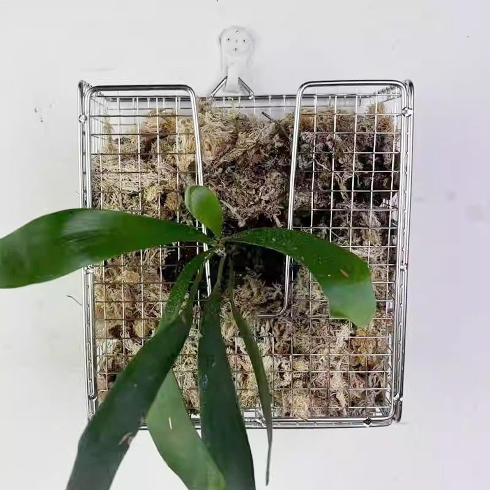Staghorn Fern-montageset roest - Hanging Planter Basket recensie en prijs